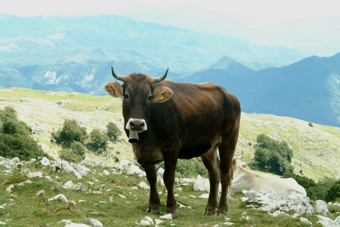 Animali al pascolo
